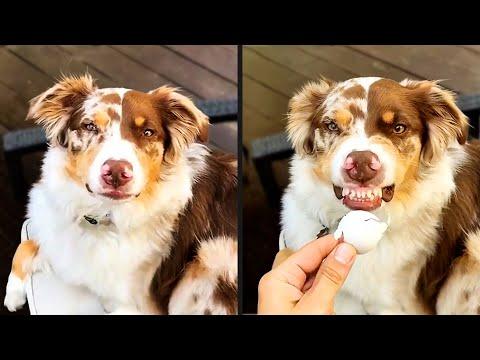 He Pleaded Guilty | Your Daily Dose Of Pets #Video