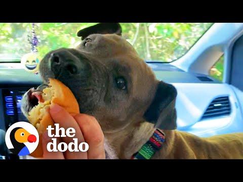 Rescue Pit Bull Loves The Drive Thru At McDonalds #Video