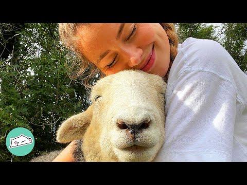 Girl Never Wanted Sheep. But Two Lambs Changed Her Mind Forever #Video
