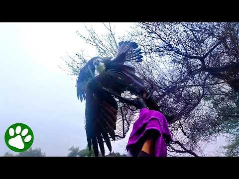 Tangled Osprey Realizes They're Only Trying to Help #Video