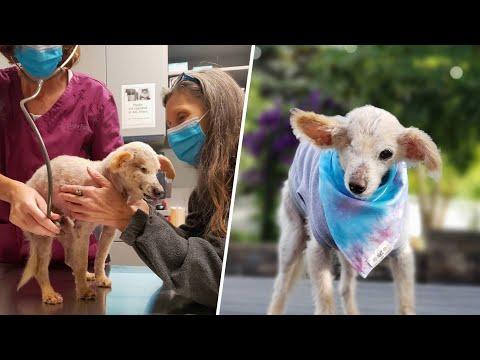 Woman brings home elderly shelter dog to make him happy in final years #Video