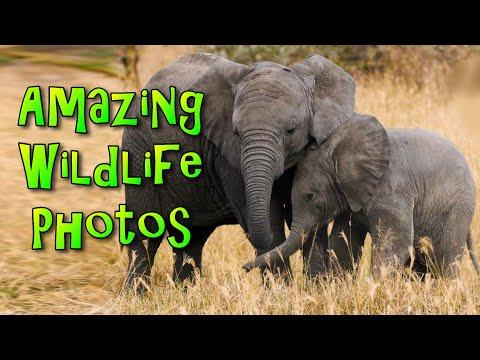 Funny And Amazing Wildlife Photos To Make You Smile #Video