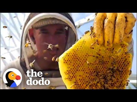 Guy Leaves His Comedy Career To Rescue Millions Of Bees #Video