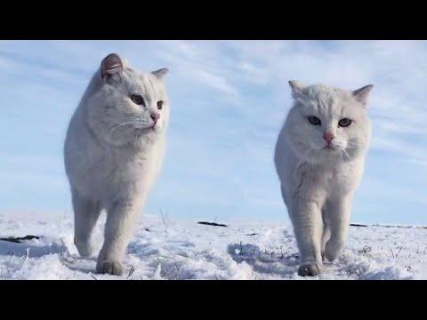 This Coolest Cat Will Win Your Heart Video