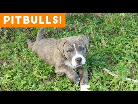Ultimate Pitbull Compilation 2018 | Cutest Funny Pitbull Videos Ever