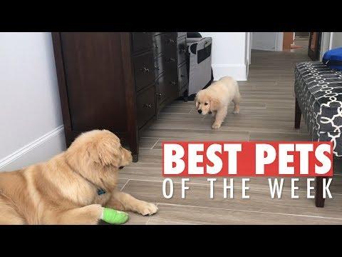 Best Pets of the Week | November 2018 Week 3