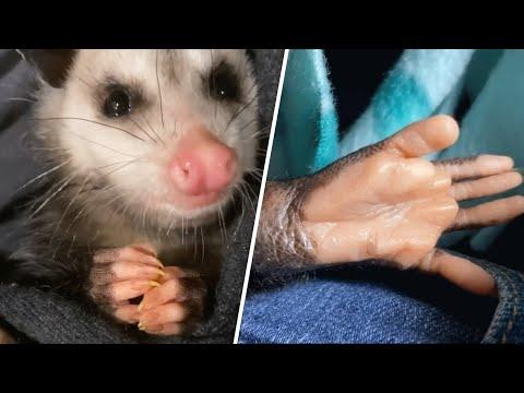 Woman brings home a possum. And discovers they're like dogs in many ways. #Video