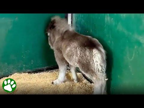 Heartbroken foal learns what love is #Video