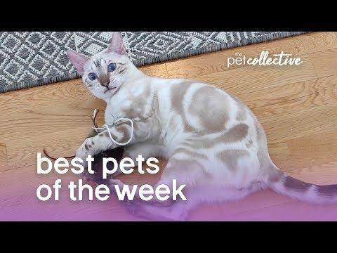Best Pets of the Week (August 2019) Week 1 | The Pet Collective