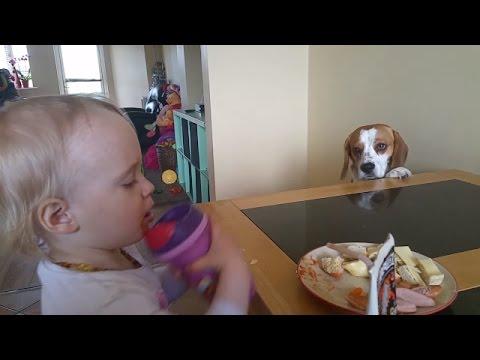 Dog Wants To Trade Stuff For A Human Breakfast