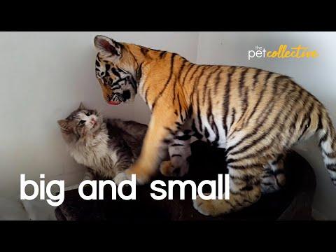 Big & Small Odd Couples Video