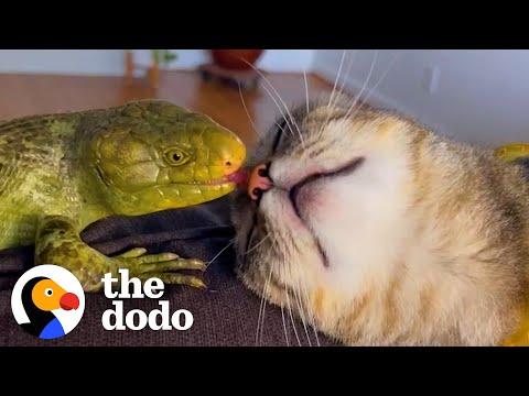 Cat Runs To Greet Her Lizard Brother #Video