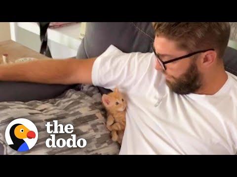 Tiny Foster Kitten Becomes King Of His House #Video