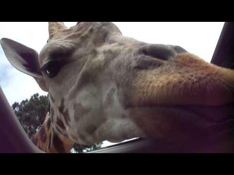 Giraffe Steals Food From Car And Gives Family A Drool Bath