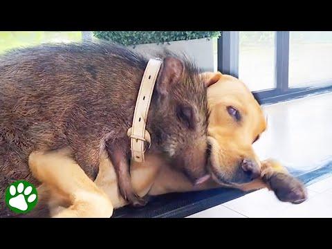 Unlikely animal friendships #Video