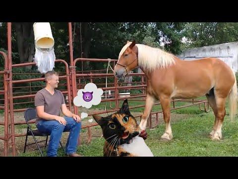 Judgy Cat Reacts to HILARIOUS Horses! #Video