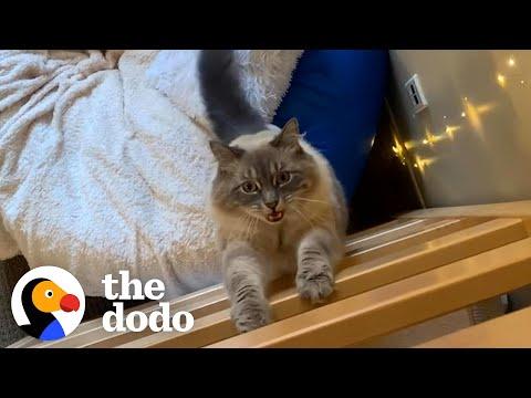 When Your College Roommate Is A Cat #video