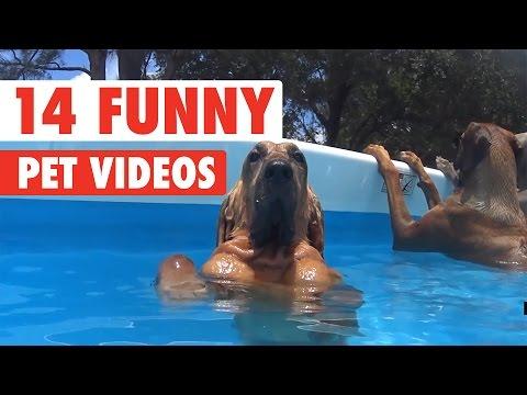 14 Funny Pet Videos Compilation 2017