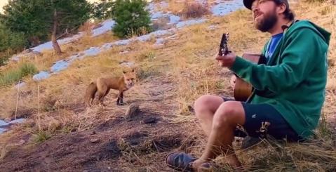 Wild Fox Comes To Hear This Guy Play Banjo Every Day #Video