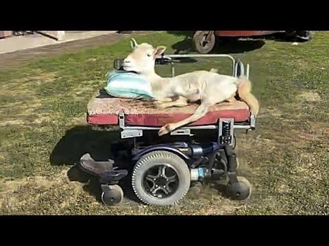 Sheep has learned to drive motorized wheelchair