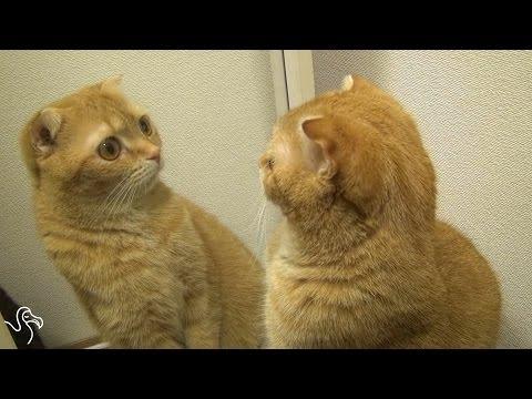 The Most Narcissistic Cats In The World