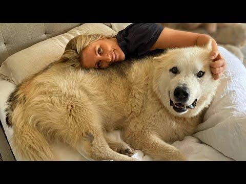 This woman adopted a dog with 'polar bear body' #Video