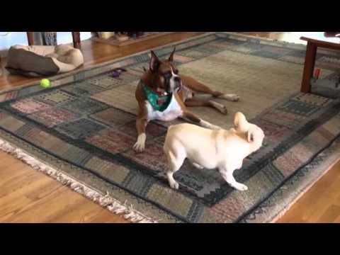 French Bulldog Is Excited, Boxer Is Unimpressed