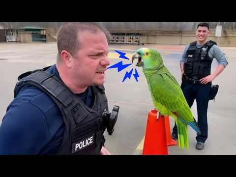 Best Comedian PARROT Talking Moments.. You Will Be SHOCKED! #Video