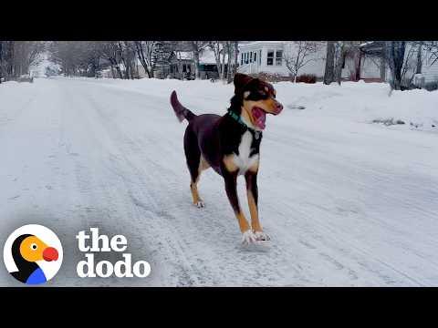 Dog Is Happiest When Shoving Ice Away  #Video
