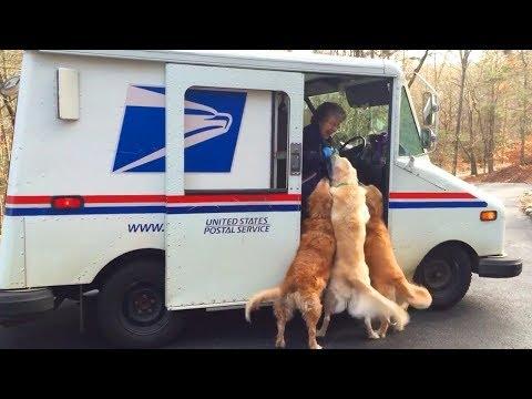 Funny Dog and Cat Wait for Mailman Video