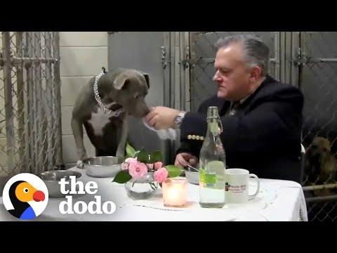 Vet Jumps In Kennel To Have Dinner With Scared Dog #Video