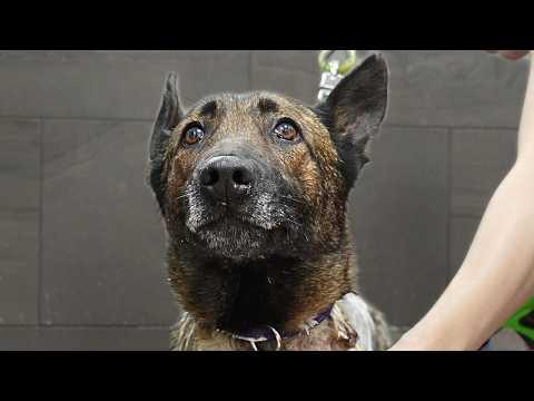 I Wasn't Supposed to Fall in Love With This Dog... #Video