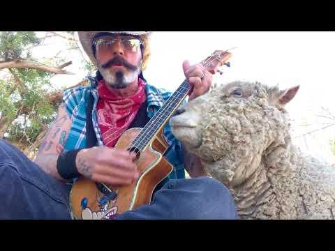 Sheep Loves classic Johnny Cash #Video