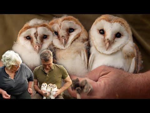 Barn Owl Chicks Develop Extraordinary Bond | Gylfe & Dryer | Robert E Fuller #Video