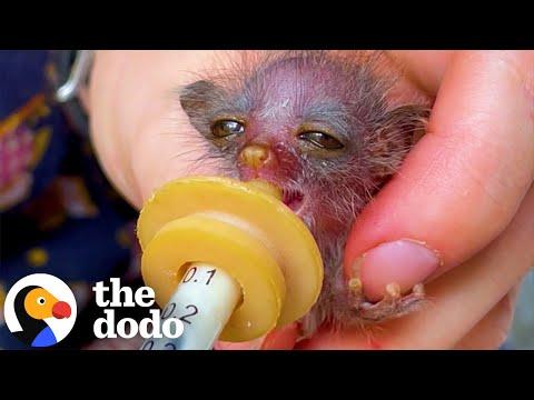 Tiniest Bush Baby Found In the Road #Video