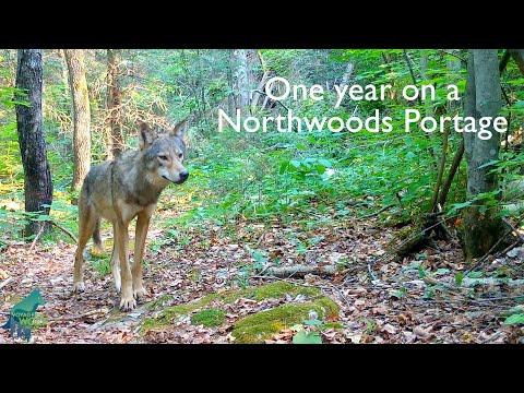 One year on a Northwoods portage #Video