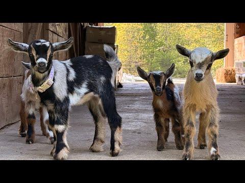 Girls just want to have fun! | Sunflower Farm Creamery #Video