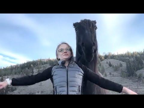 This horse was afraid of human touch. So I adopted him. #Video