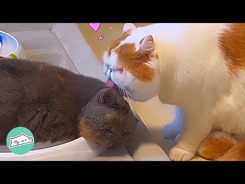 Lonely Cat Finds His Valentine And Licks Her Face 24/7 #Video