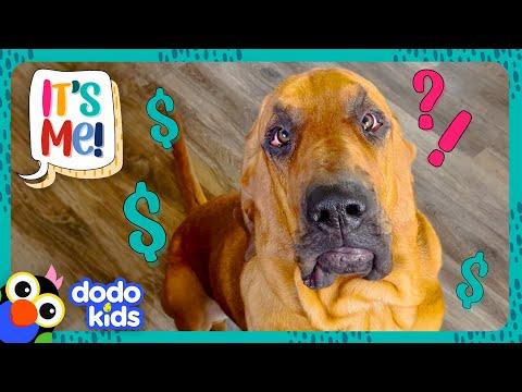 Can This Bloodhound Find His Mom And $100 Worth Of Toys?! | Dodo Kids #Video