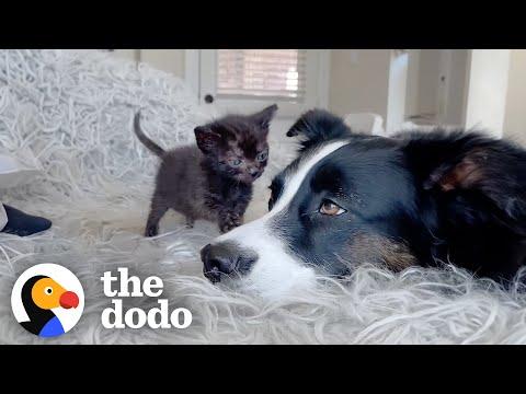 Dog Is The Best Nanny To Foster Kittens #Video
