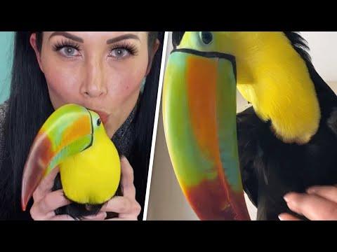 This woman's 'child' is a toucan #Video