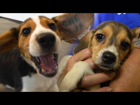 Beagles play after release from research breeding facility (4,000 beagles) #video