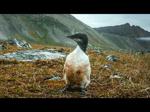 Tiny Guillemot Chick's Treacherous First Flight | BBC Earth