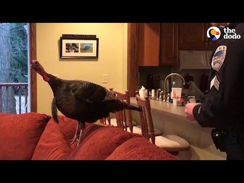 Couple Comes Home To Find A Wild Turkey On The Couch