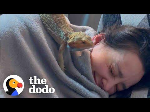 Woman Rescues A Bearded Dragon Thinking He Will Be Calm And Mellow...  #Video