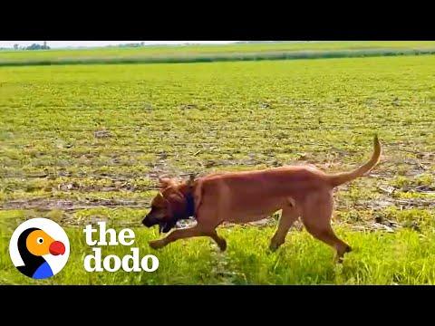 Can This Dog Find One Hundred Dollars Hidden On A Farm? #Video