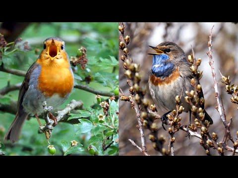 One Hour European Songbirds, 31 Species #Video