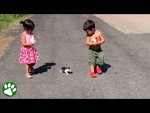 Tiny three-legged kitten follows children home #Video