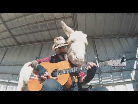 This donkey loves the sunshine in her shoulder #Video